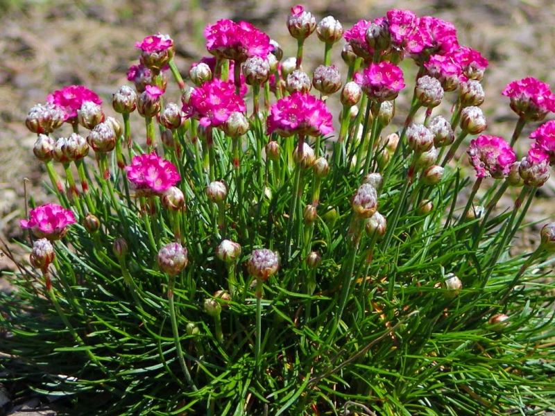 Армерия/Armeria