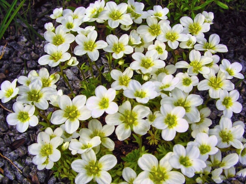 Камнеломка/Saxifraga