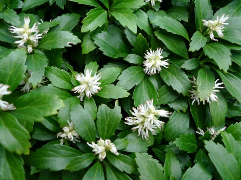 Пахизандра/Pachysandra