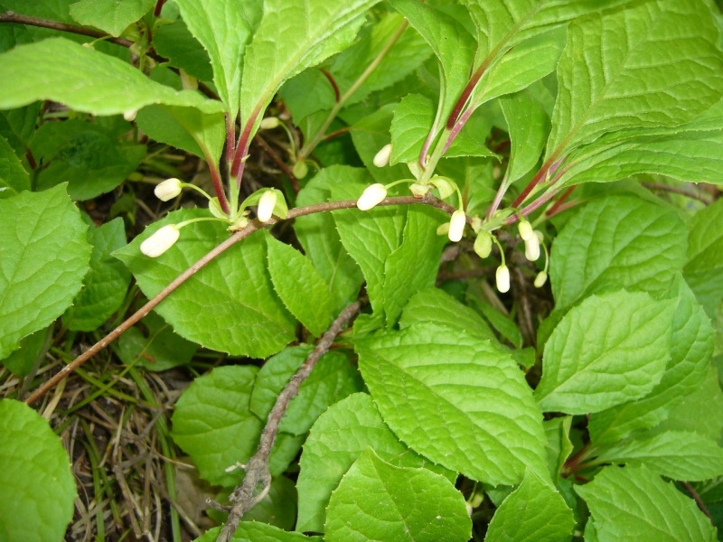 Лимонник китайский/Schizandra chinensis Р1,5