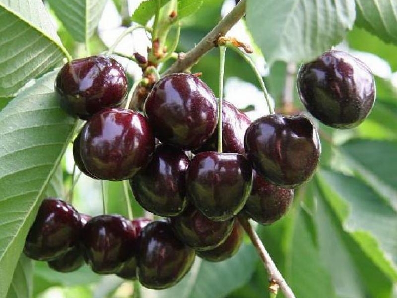 Черешня Ипуть С7