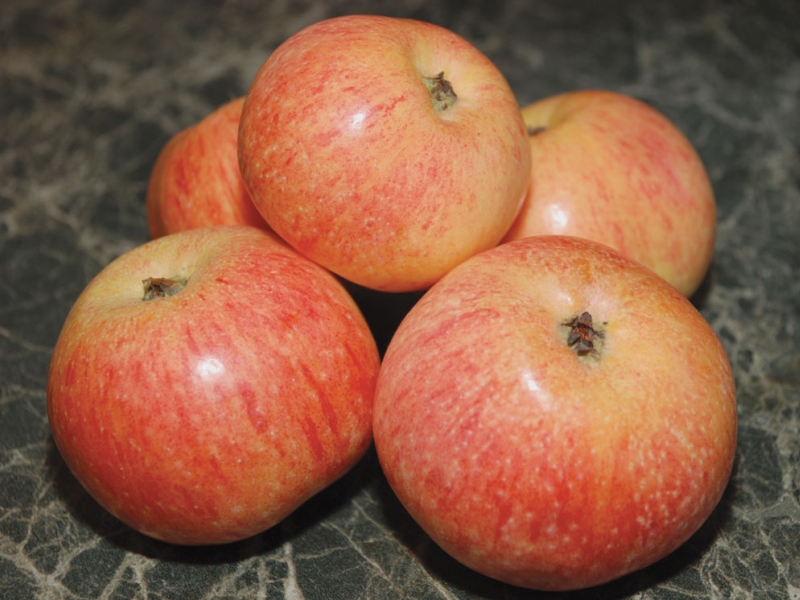Яблоня Конфетное (летняя) С6