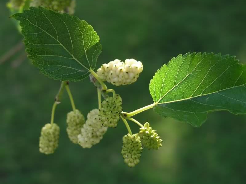 Шелковица белая/Morus alba 100-120 C5/С7