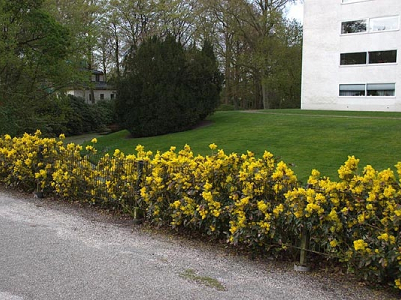 Магония падуболистная Аполло/Mahonia aquifolium Apollo 20-30 С3