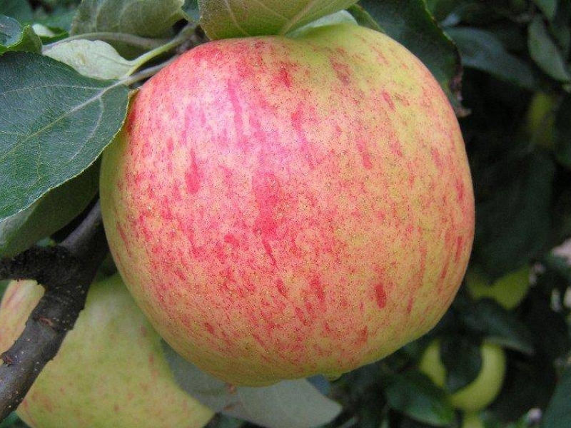Яблоня Яблочный спас (летняя) С5