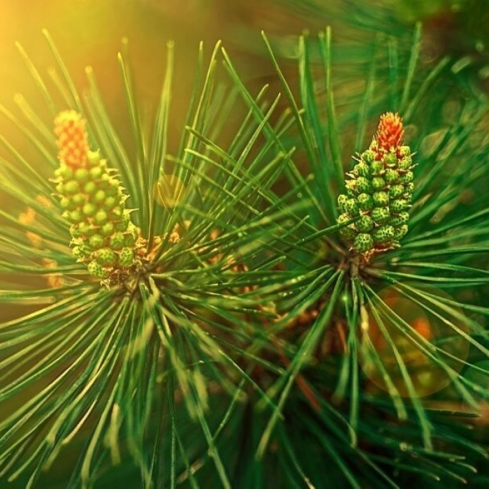 -35% на весь ассортимент растений