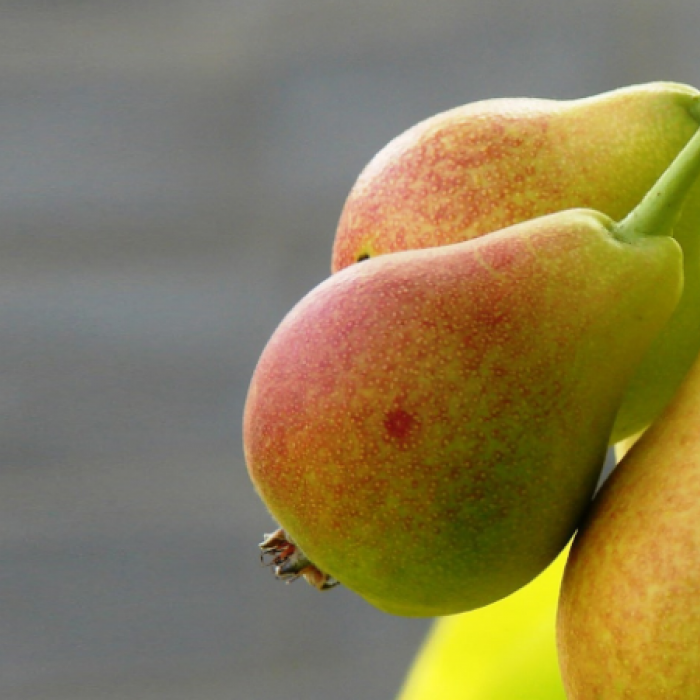 На все плодовые - одна цена!